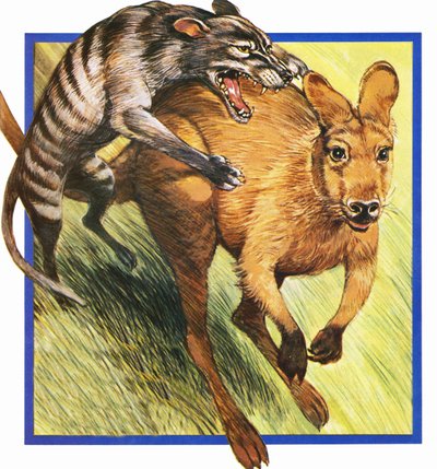 Tasmanian Wolf Attacking a Kangaroo by English School